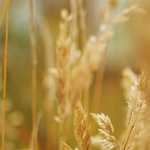 Bet On Red: Quick‑Play Slots and Rapid Action Games for the Mobile Gamer